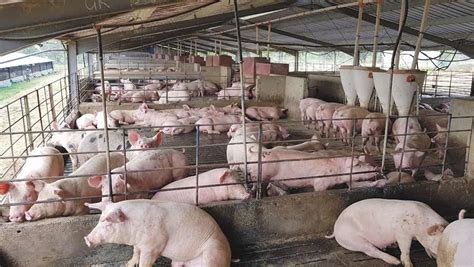 The challenges of pig farming in South Africa - Farmers Weekly