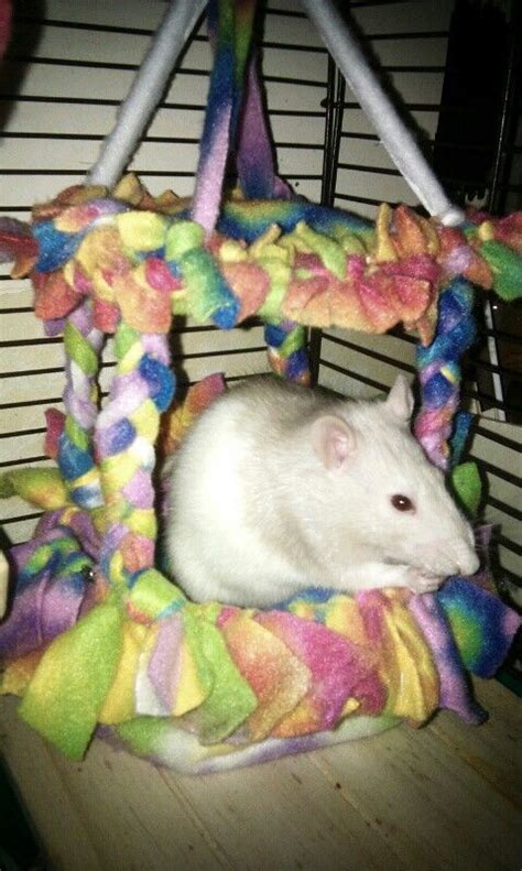 This is a no sew canopy bed I made for my fancy rat. | Baby rats, Diy ...