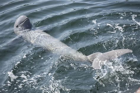 War, Gill Nets and Dams: The Devastating Plight of the Mekong River Dolphins - Land of Size