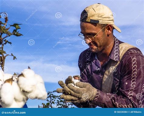 Cotton harvest editorial stock image. Image of cotton - 58228384