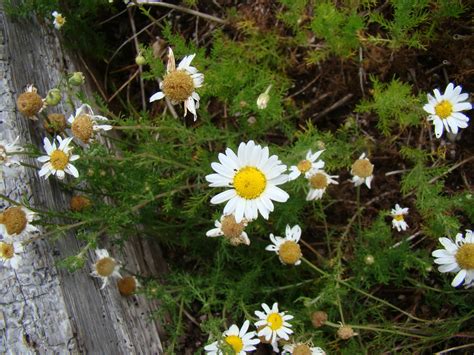 Leaves of Plants: Camomile