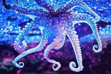 blue purple tentacles! (With images) | Ocean creatures, Sea animals, Sea creatures