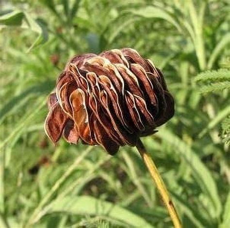 Prairie Mimosa Seeds for Planting (30 Seeds) - Desmanthus Illinoensis ...