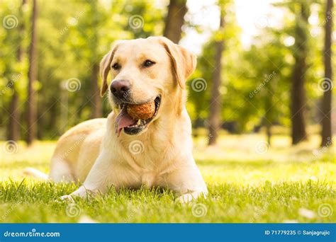 Dog with a ball in mouth stock image. Image of happiness - 71779235