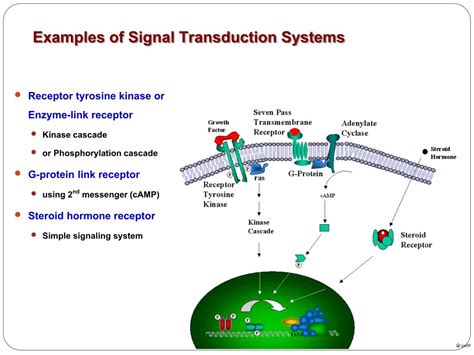 Signal Transduction Pathway Pdf at ralphkholmes blog