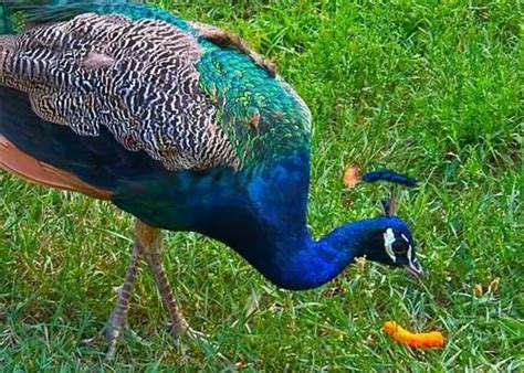 Eating Peacock Meat