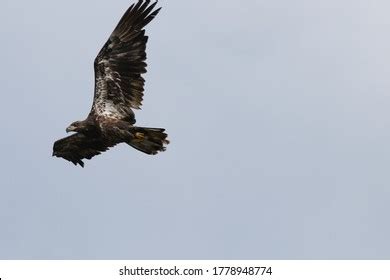 Juvenile Bald Eagle Hunting Fish Stock Photo 1778948774 | Shutterstock