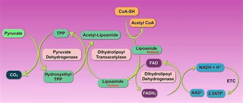 Pyruvate Dehydrogenase (PDH) Complex : Machanism, Regulation and ...