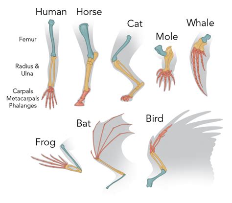 Top 133+ Bone structure of animals - Merkantilaklubben.org