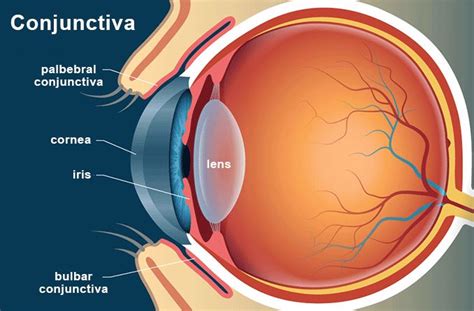 Can contact lenses get stuck in your eye? - eyeSTYLE blog Lens.com