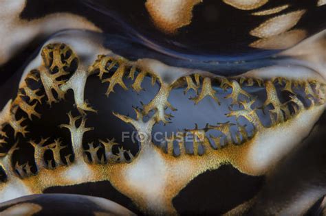 Giant clam on coral reef — tridacnidae, tridacna squamosa - Stock Photo | #174717052