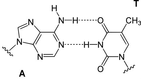 10.6E: Hydrogen Bonding in Biological Systems - Chemistry LibreTexts