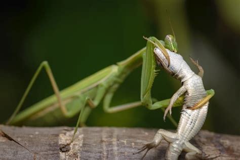 15 Praying Mantis Facts - Fact Animal