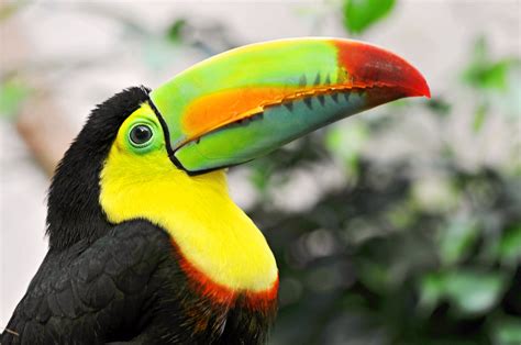 Keel-billed toucan | This is the portrait of one of the nice… | Flickr