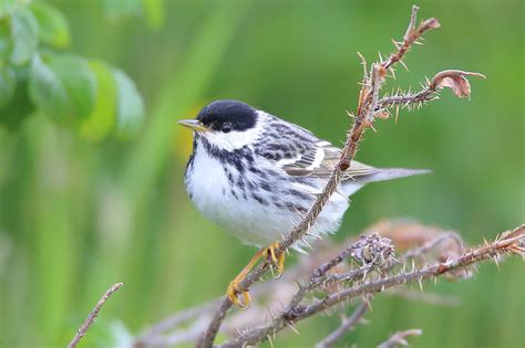 Blackpoll Warbler Migration | BirdNote