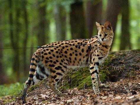 21 Things To Know Before Caring For An African Serval Cat – Tele-Talk