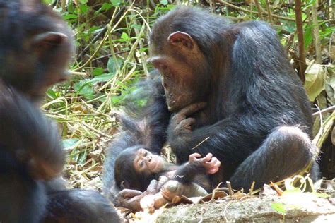 Male chimpanzee seen snatching seconds-old chimp and eating it | New Scientist