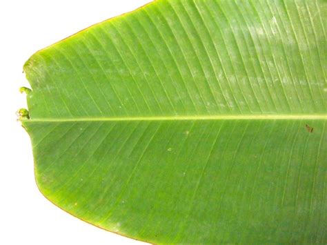 Monocot Leaf What Are Some Examples Of Monocot And Dicot Leaves And How Are They Different ...