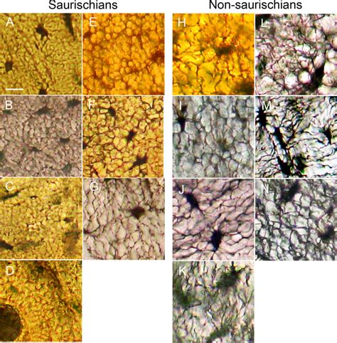 Osteocyte lacunae and canaliculi in woven cortical bone. (A) Neornithes ...