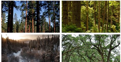 Northwest Forests and Woodlands | USDA Climate Hubs