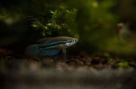 Sparkling Gourami 101: Care, Diet, Tank Size, Tank Mates, and More - Aquarium Part