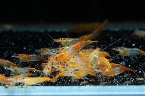 10 Orange Rili Shrimp - Neocaridina davidi Live Freshwater Aquarium Shrimp - 1/4 to 1 inch long ...