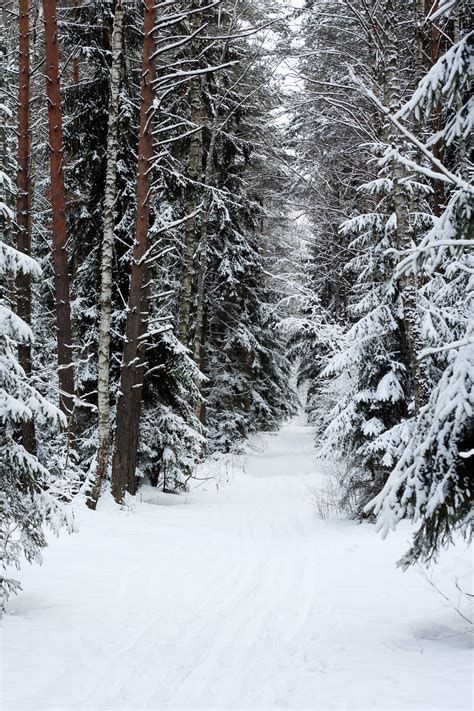 Winter Forest 2 -To order this backdrop go to www.backdropscanada.ca Winter Forest, Wedding ...