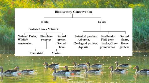 What is In situ conservation and Ex situ Biodiversity Conservation ...