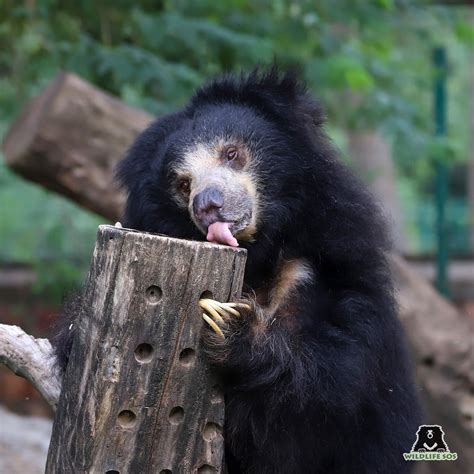 Essential Enrichments For Sloth Bears - Wildlife SOS