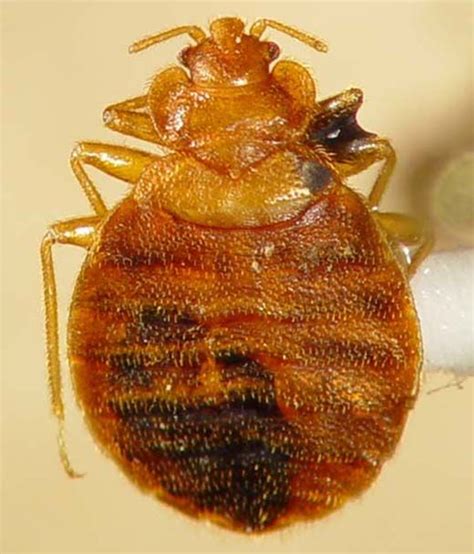 Adult female bed bug with rounded abdominal tip (With images) | Bed bug remedies, Bed bugs, Biology