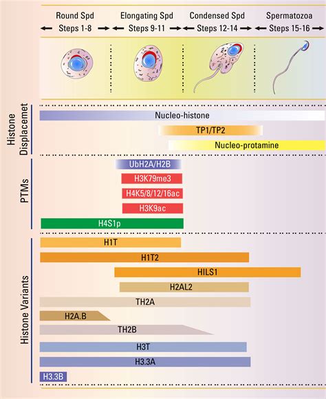 Frontiers | Essential Role of Histone Replacement and Modifications in ...