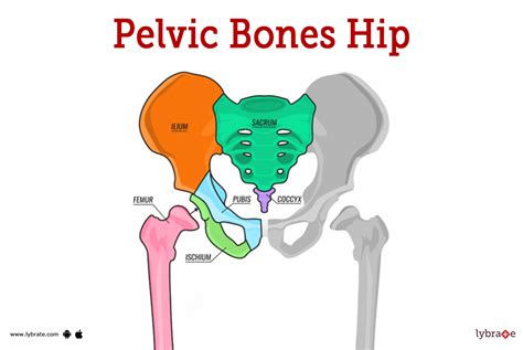 The Pelvic Girdle Structure Function Assessment, 52% OFF