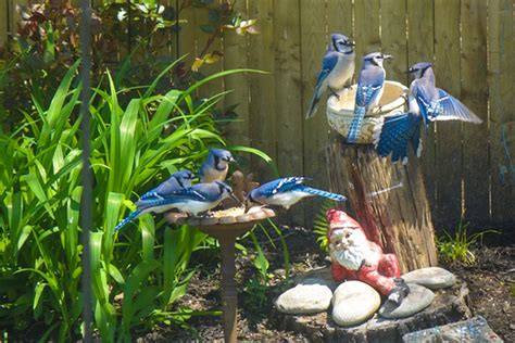 Blue Jay Migration! – Fishers Island Conservancy