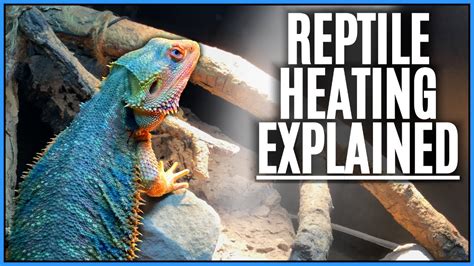 The Best Heater for Reptiles - How to Heat Reptile Enclosures 2020 ...