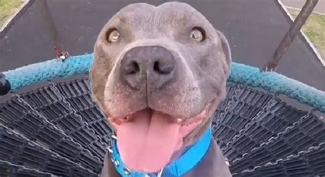 Adorable Blue Staffy Has a Blast Riding on the Swing