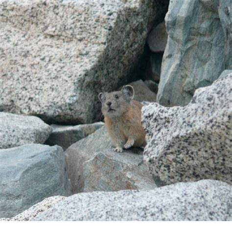 An American pika (Ochotona princeps) in typical habitat. Photo by Kelly... | Download Scientific ...