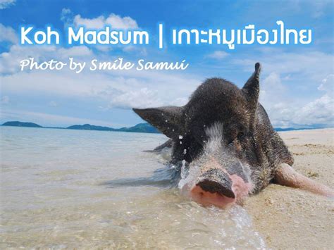 “PIG ISLAND EXPERIENCE FROM KOH SAMUI” – Smile Samui Tour