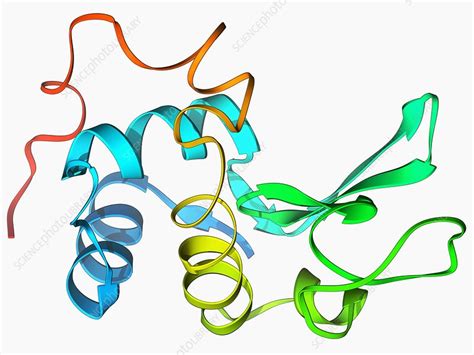 Lysozyme molecule - Stock Image - F006/9616 - Science Photo Library