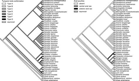 Reconstructed evolution of tympanic bulla conformation and external... | Download Scientific Diagram