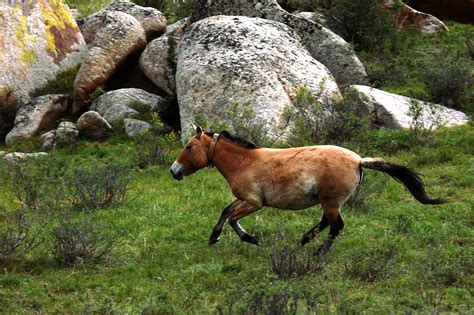 Tracking Takhi on the Steppe | Smithsonian's National Zoo