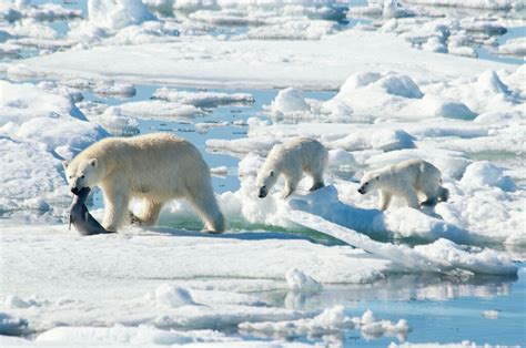 Por culpa del cambio climático, osos polares podrían extinguirse en ...