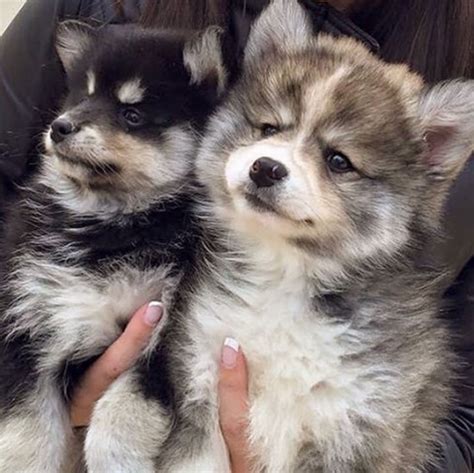 Norman the Pomeranian Husky Mix - One Puppy That Will Melt Your Heart