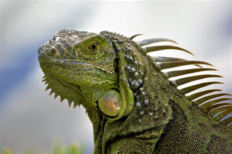 Iguana Closeup Head - Free photo on Pixabay - Pixabay