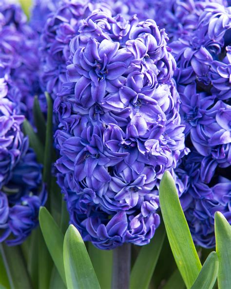 Hyacinth 'Royal Navy' bulbs — Buy online at Farmer Gracy UK