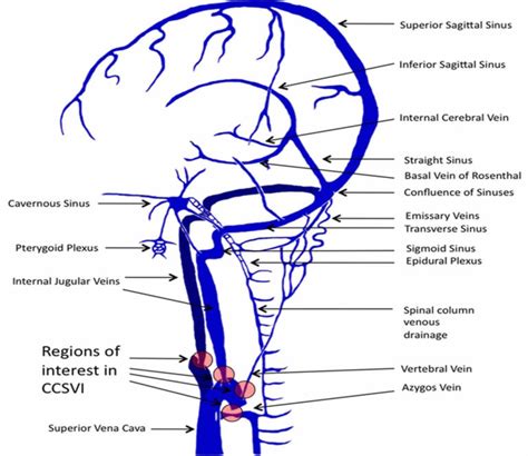 Cerebral circulation, cerebral circulation anatomy, venous circulation of the brain & CSF ...