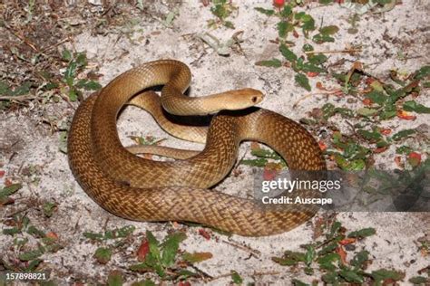 Dugite Snake Photos and Premium High Res Pictures - Getty Images