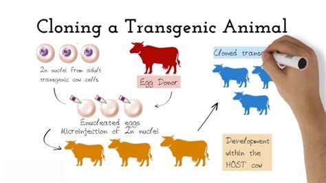 A Transgenic Organism Is: : People and animals have always swapped DNA - Both types of organisms ...