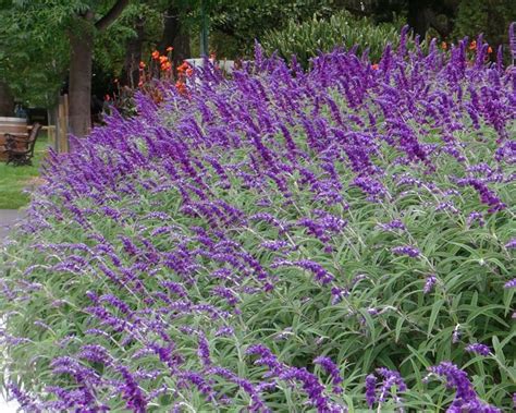 Salvia leucantha | GardensOnline