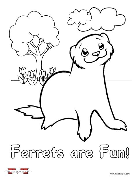 Ferret | Love coloring pages, Coloring pages, Printable coloring book