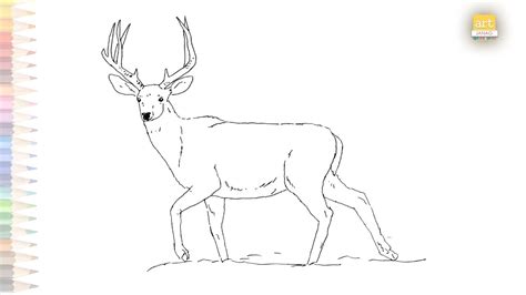 Mule Deer Buck Drawing